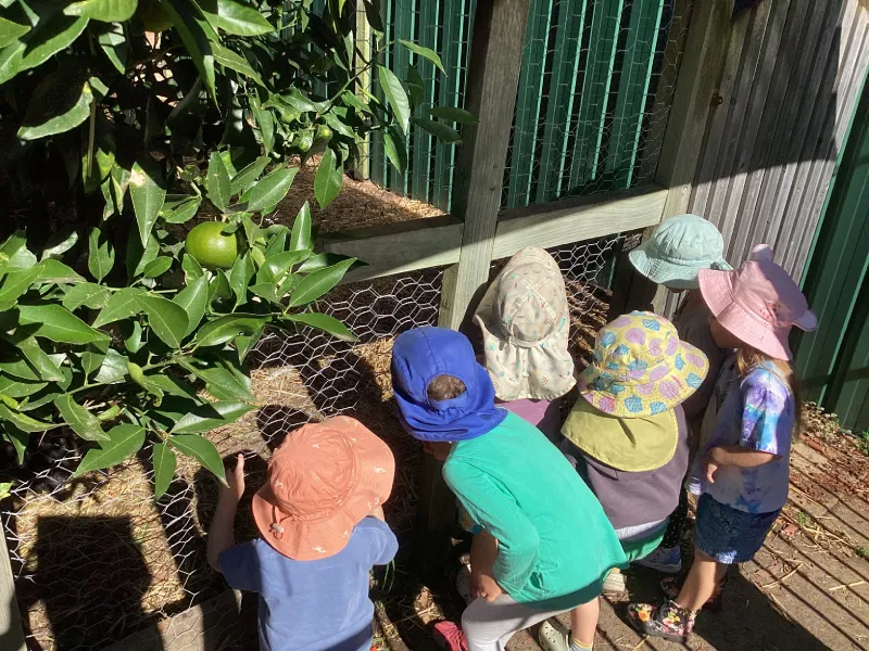 Children wearing sun hats observing chickens in a preschool garden enclosure.